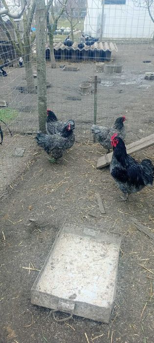 Oua incubare australorp negru si albastru