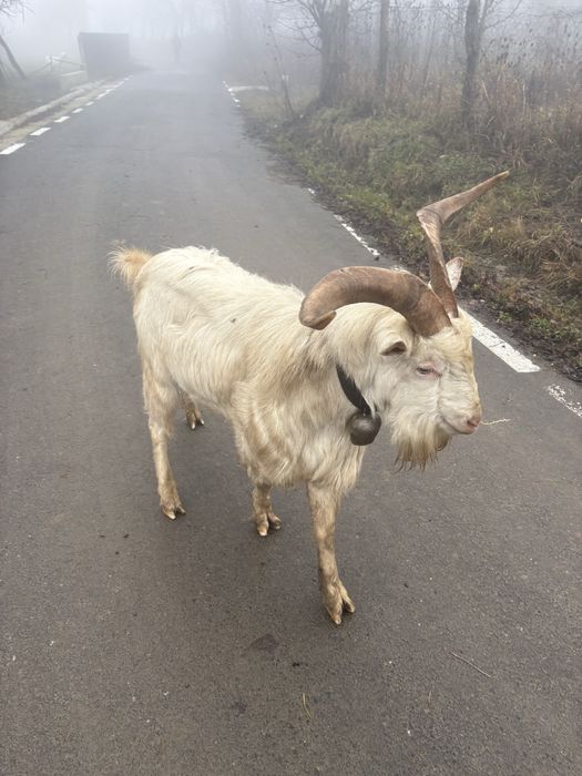 Vând țap rasa sannen de 3 ani .
