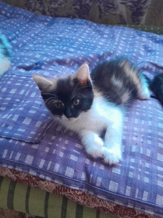 Котята прелестные очень добрые