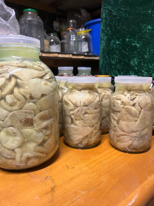 Грузди соленые, подтопольники