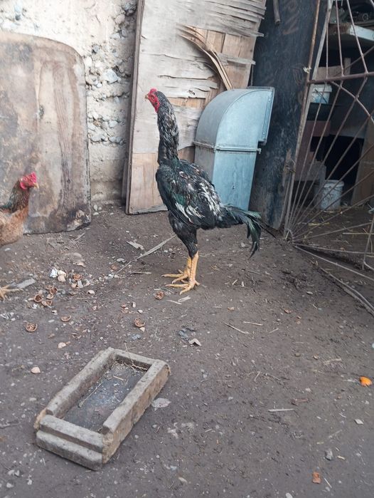 Срочно продам байцовый