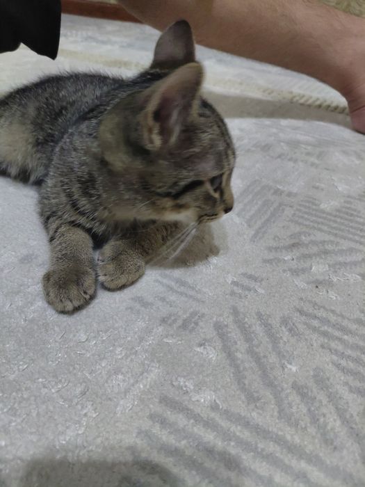 Отдам котёнка в хорошую руку