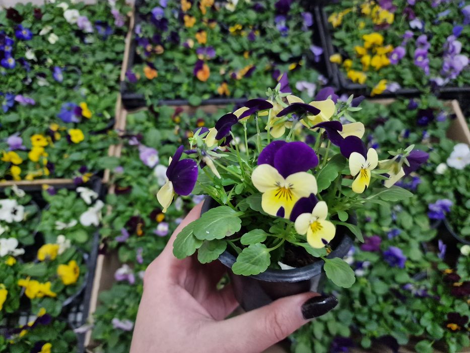 Продавам теменужки