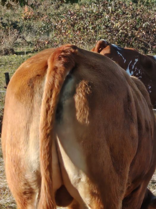 Vând taur limousine de un an și patru luni