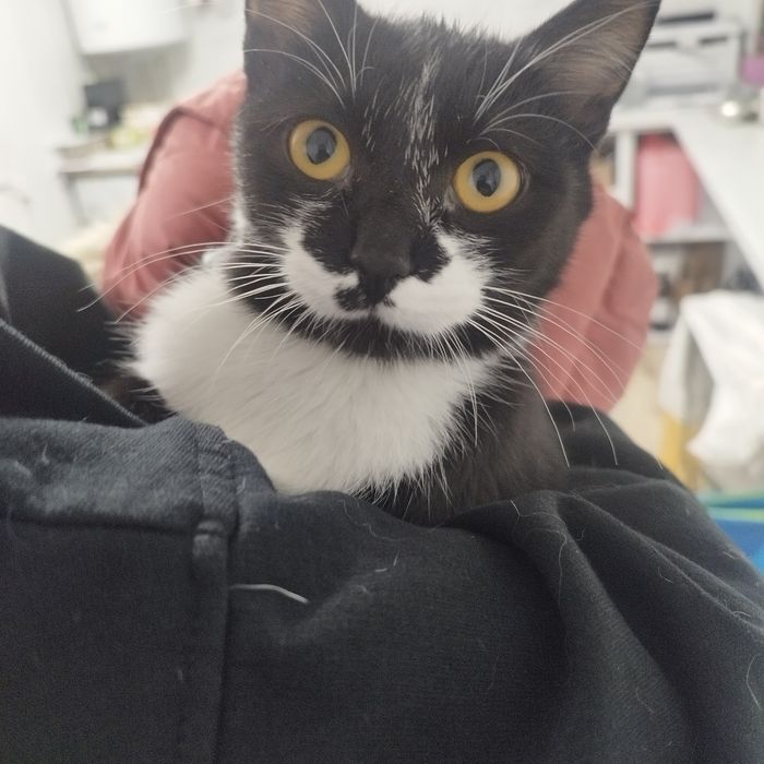 котенца от Созопол