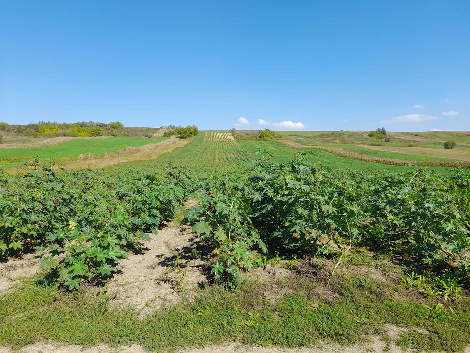 Ulei de ricin presat la rece