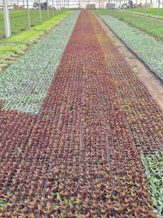 Гүлдер Цветы ОПТОМ!