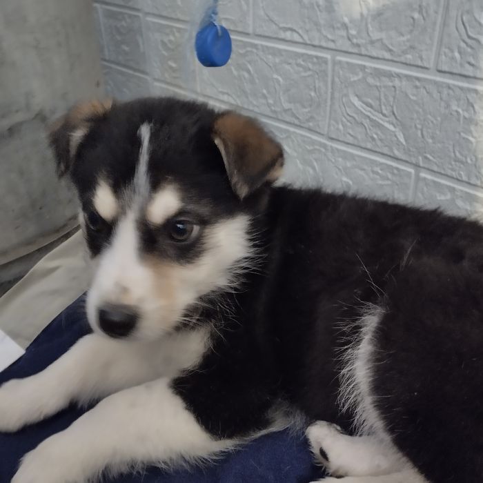 Отдам в добрые руки