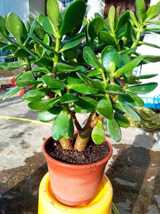 Цветя дървото на живота