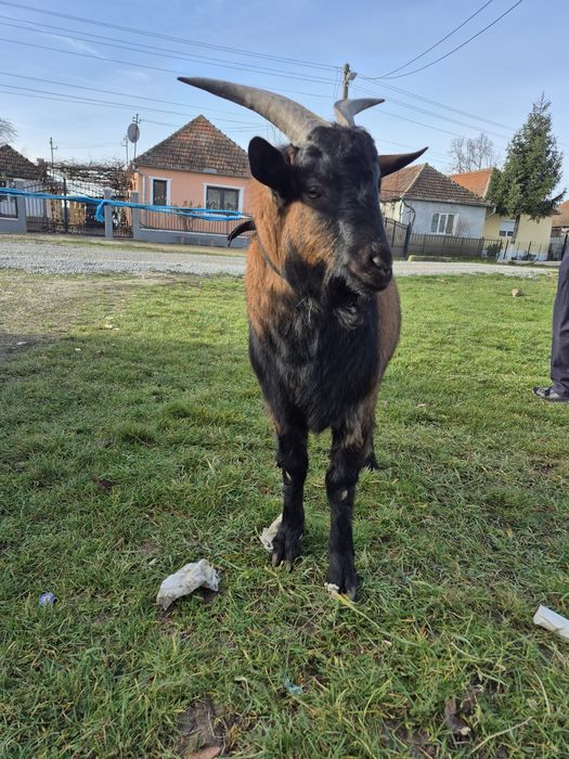 Tap tanar,de 8 luni.