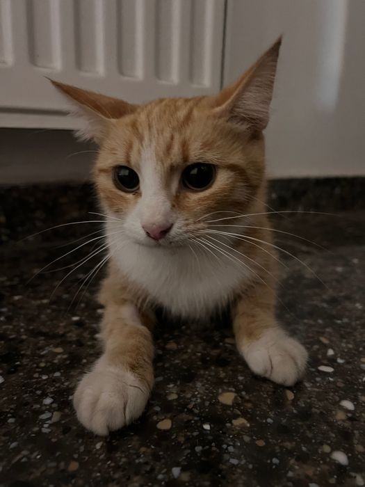 Adoptie pisica sterilizata