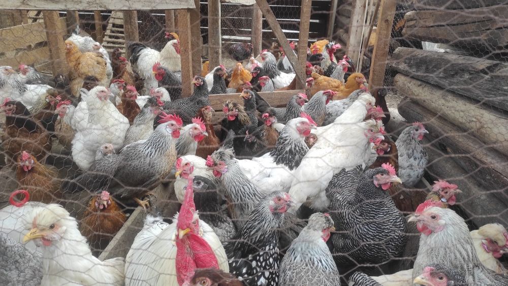 Oua de incubat  rasa mixta