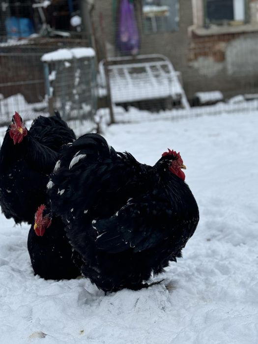 Cocoși si gaini Cochin China uriaș