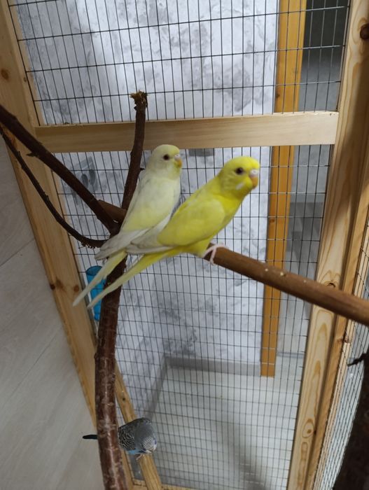 Волнистые попугаи молодые