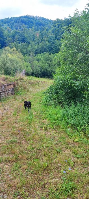 Teren 5600mp in localitatea Malaia