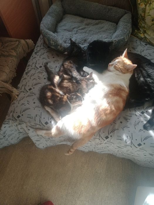 Отдам котят в хорошие руки