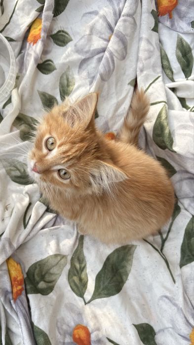 Котенок мальчик 4 месяца