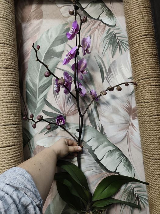 Орхидеи в подарок