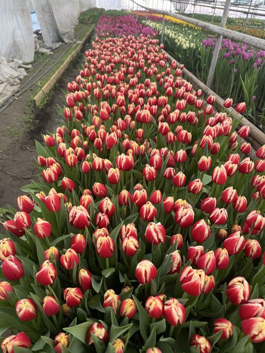 Тюльпан гулдеры 8 наурыз