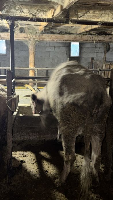 Сиыр сатылады 4 ші тума