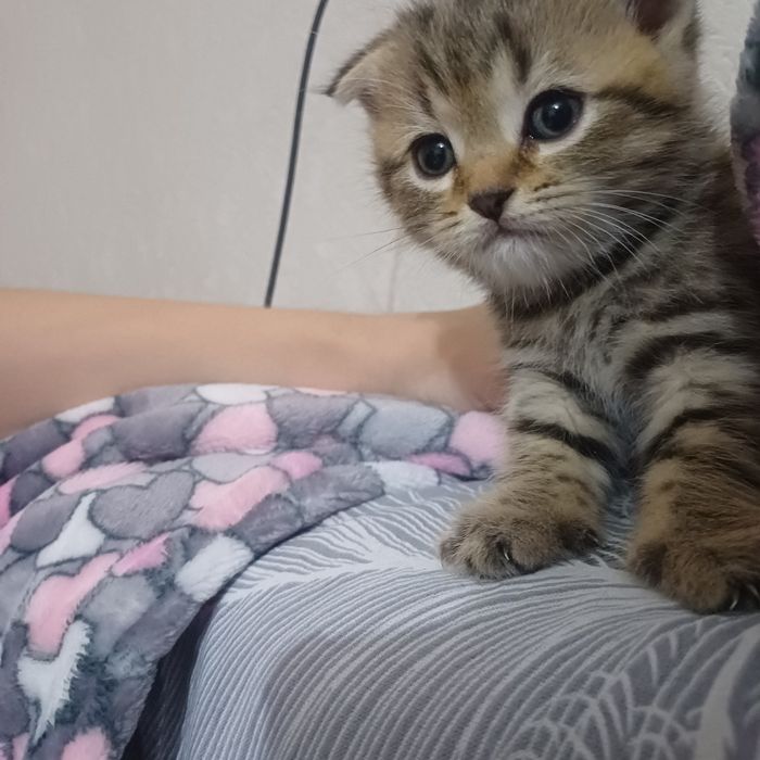 шотландские котята