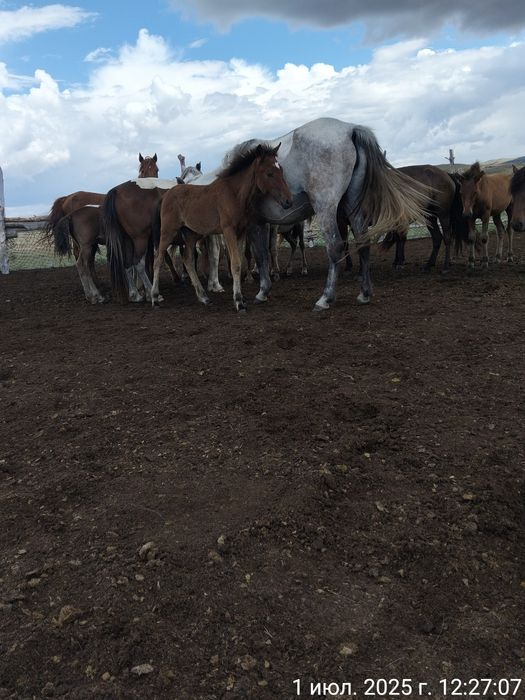 Продам еки бас бие. Буаз коктемде кулындайды