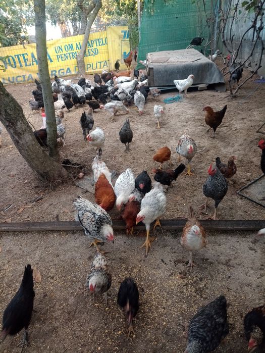 Vind pui găină de casă