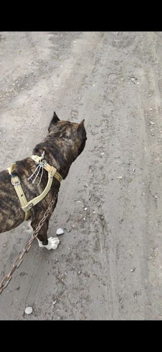 Pitbull sogʻlom arzon srochna