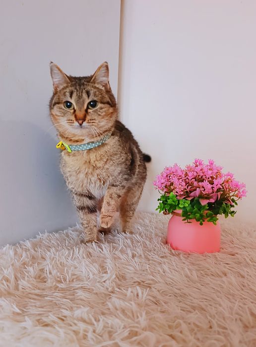 Котенок в добрые ответственные руки