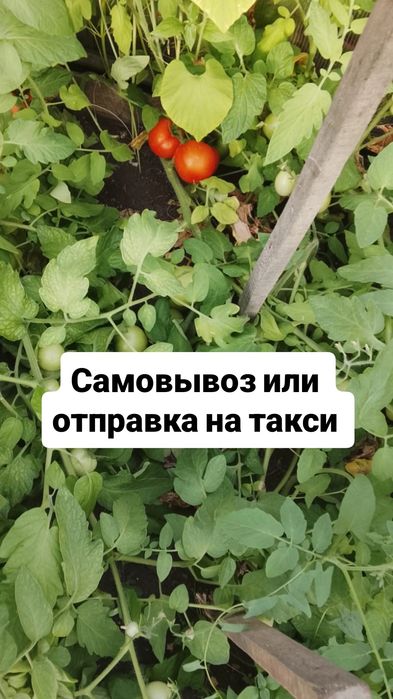 Комнатные цветы Рудный