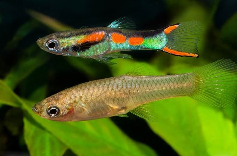 Гуппи Эндлера оптом и в розницу