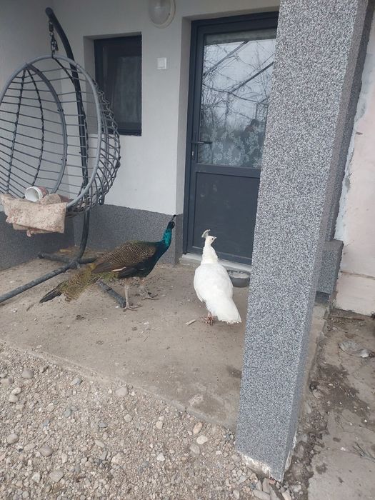 Vând familie de păuni