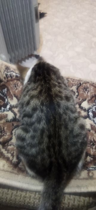 Котята в добрые руки.