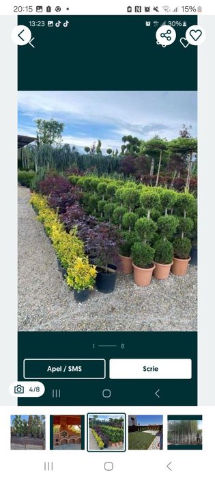 Plante ornamentale