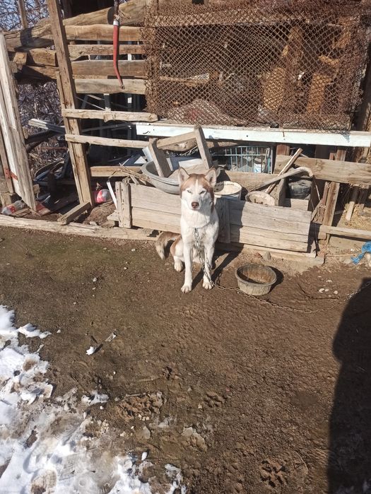 Sms yozsangizham boladi. 1yoshga tolmagan