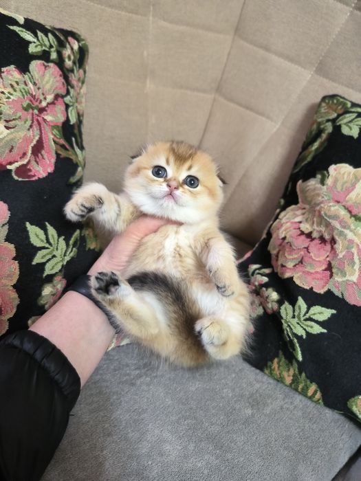 Шикарный котёнок от правильной вязки