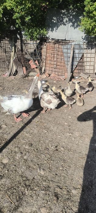 Vând 9 boboci românești au 2 săptămâni separat sau cu gâscă și gascanu  60 bucata  150 părinți