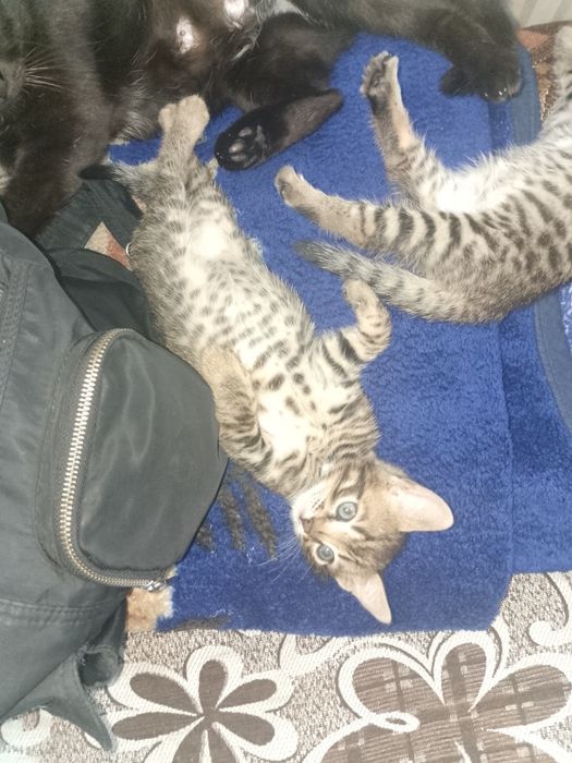 Отдам котенка Тигруша мальчик