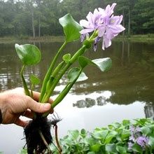 Эйхорния. Водный гиацинт