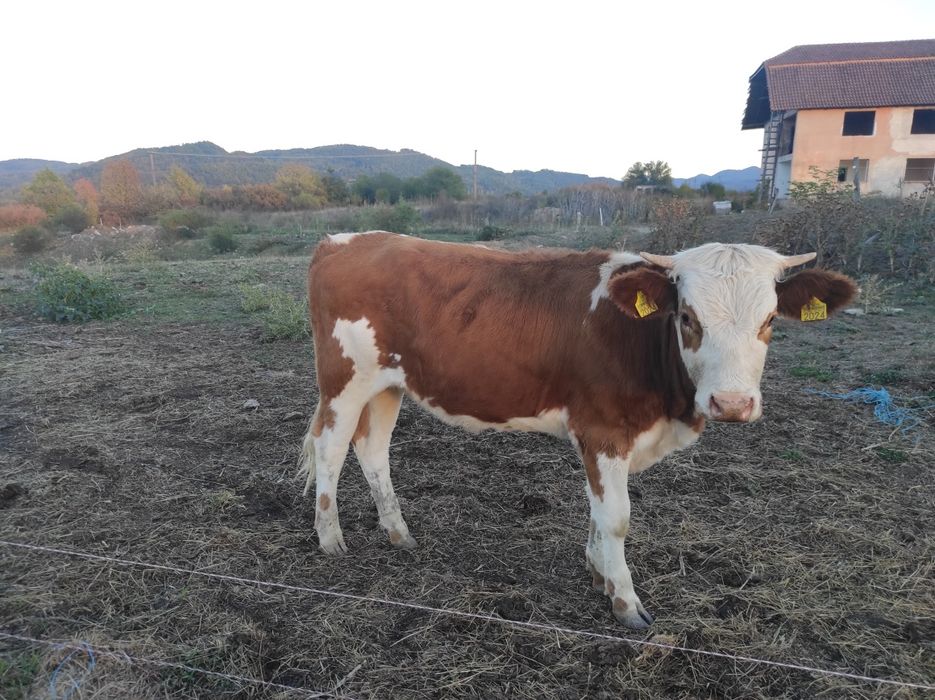 Vitea baltata de vanzare