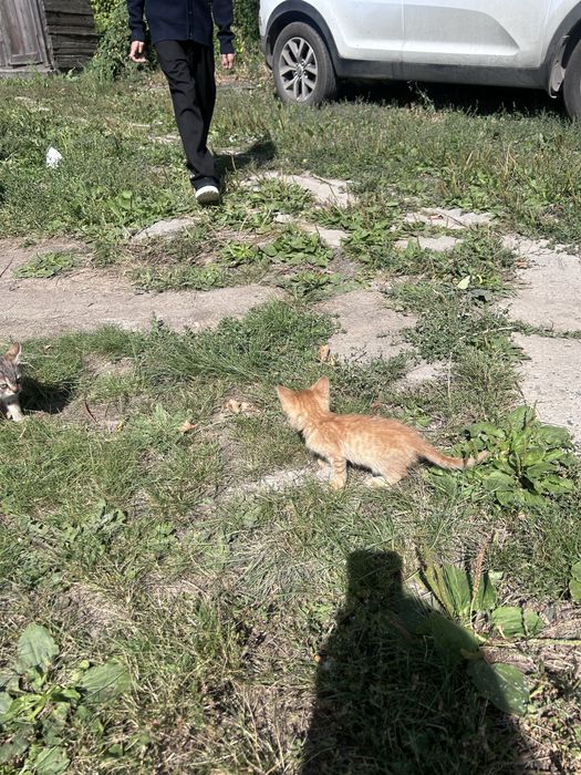 Отдам котят бесплатно