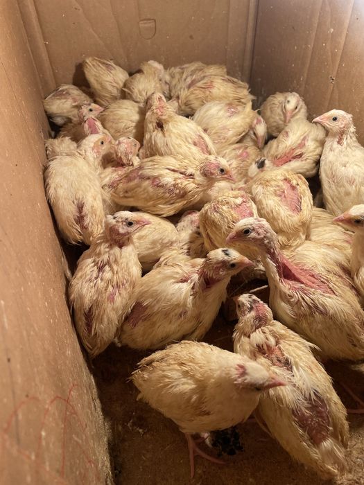 Бедана, Белый Гигант Перепелята