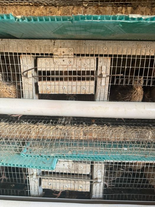 Бөдене ,балапандарға арналған ұя