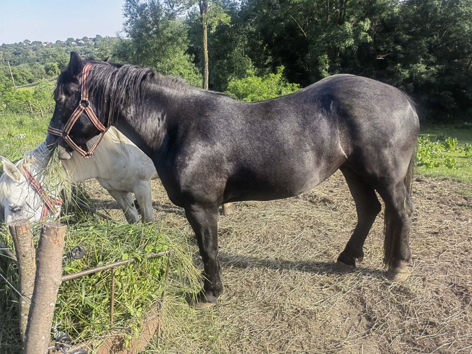 Vand manză  si iapă