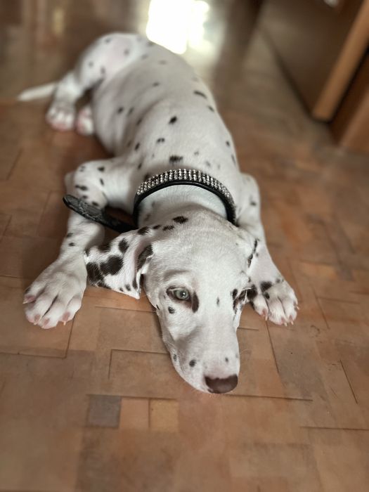 Собака Далматин девочка