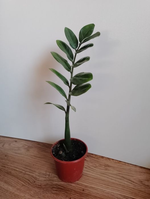 Замиокулькас долларовое дерево