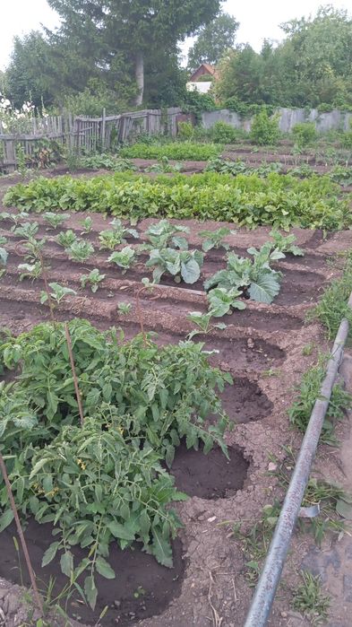 Дача в Черёмушках