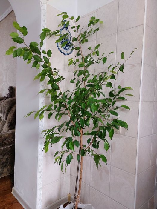 Продам фикус  бенджамина