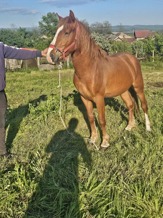Mânz de doi ani învatat