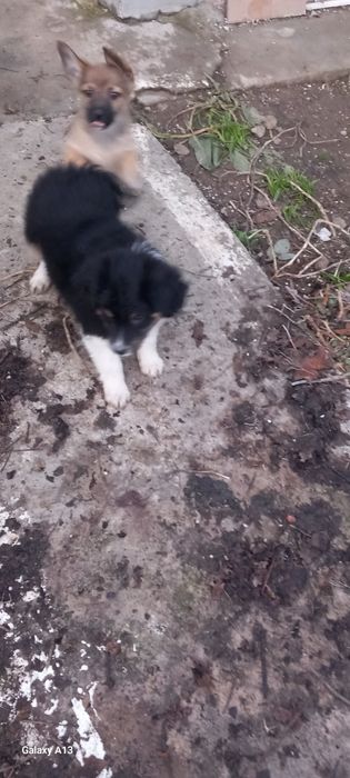 Donez pui de cățea, talie medie. Urgent